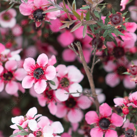 Leptospermum scoparium 'Nanum Huia' (Mānuka)