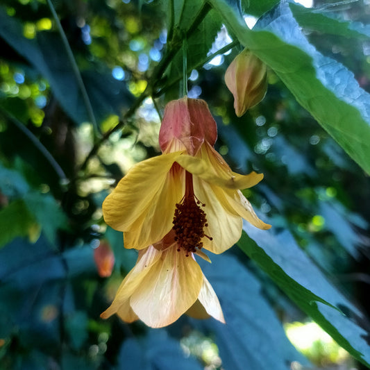 Abutilon megapotamicum 'Kentish Belle' (Trailing Abutilon)