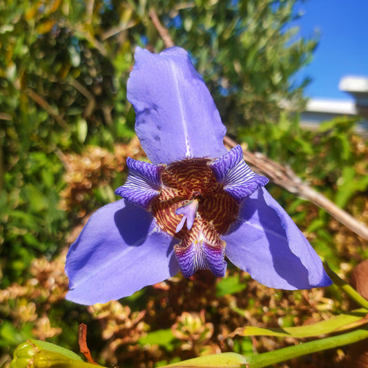 Trimezia coerulea (Walking Iris)