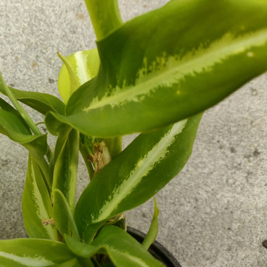 Dieffenbachia seguine 'Galaxy' (Dumbcane)