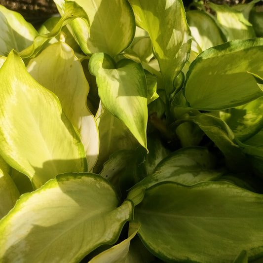 Dieffenbachia seguine 'Ivory Green' (Dumbcane)