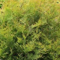 Thuja occidentalis ‘Rheingold’ (Emerald Cedar)