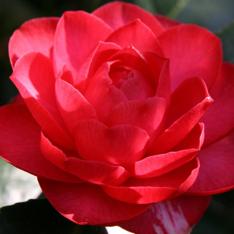 Camellia japonica 'Volcano'