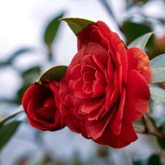 Camellia japonica 'Takanini'