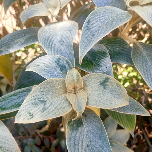 Strobilanthes gossypina (Pewter Bush)