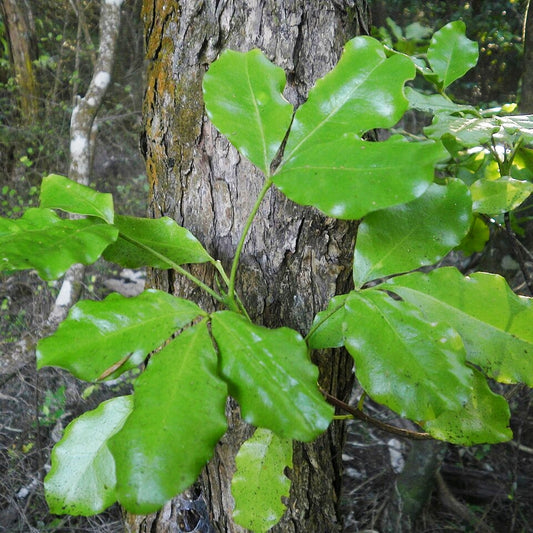 Melicope ternata (Wharangi)