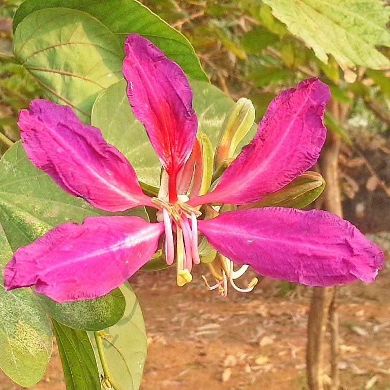 Bauhinia purpurea (Orchid Tree)