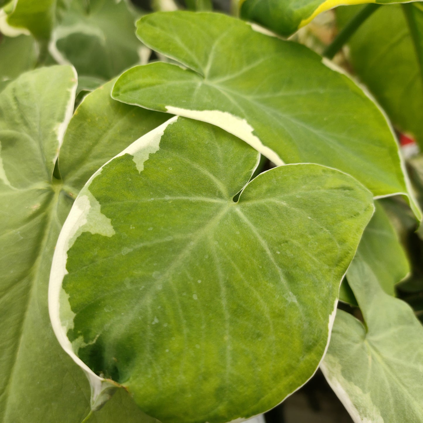 Xanthosoma sagittifolium 'Mickey Mouse' (Tannia)