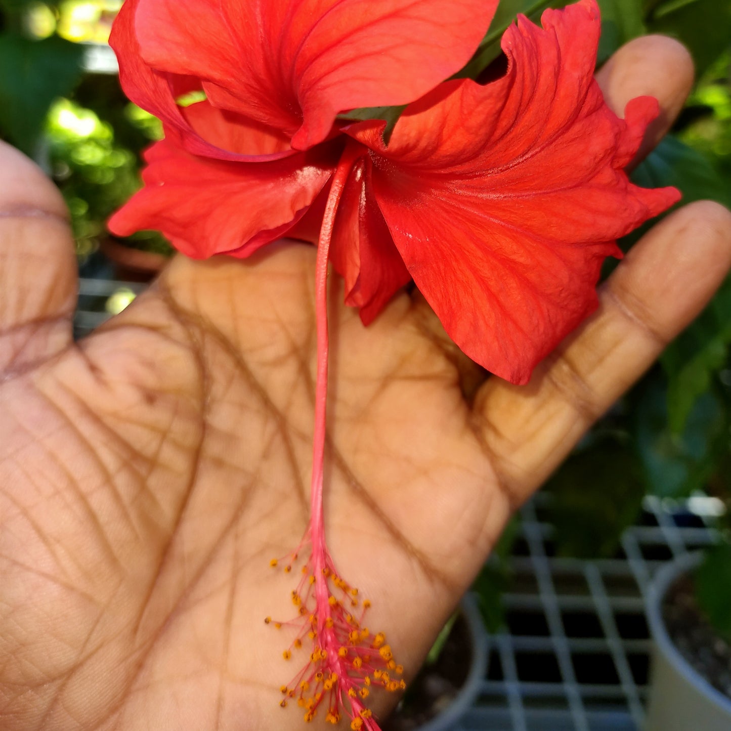 Hibiscus rosa-sinensis 'Psyche'