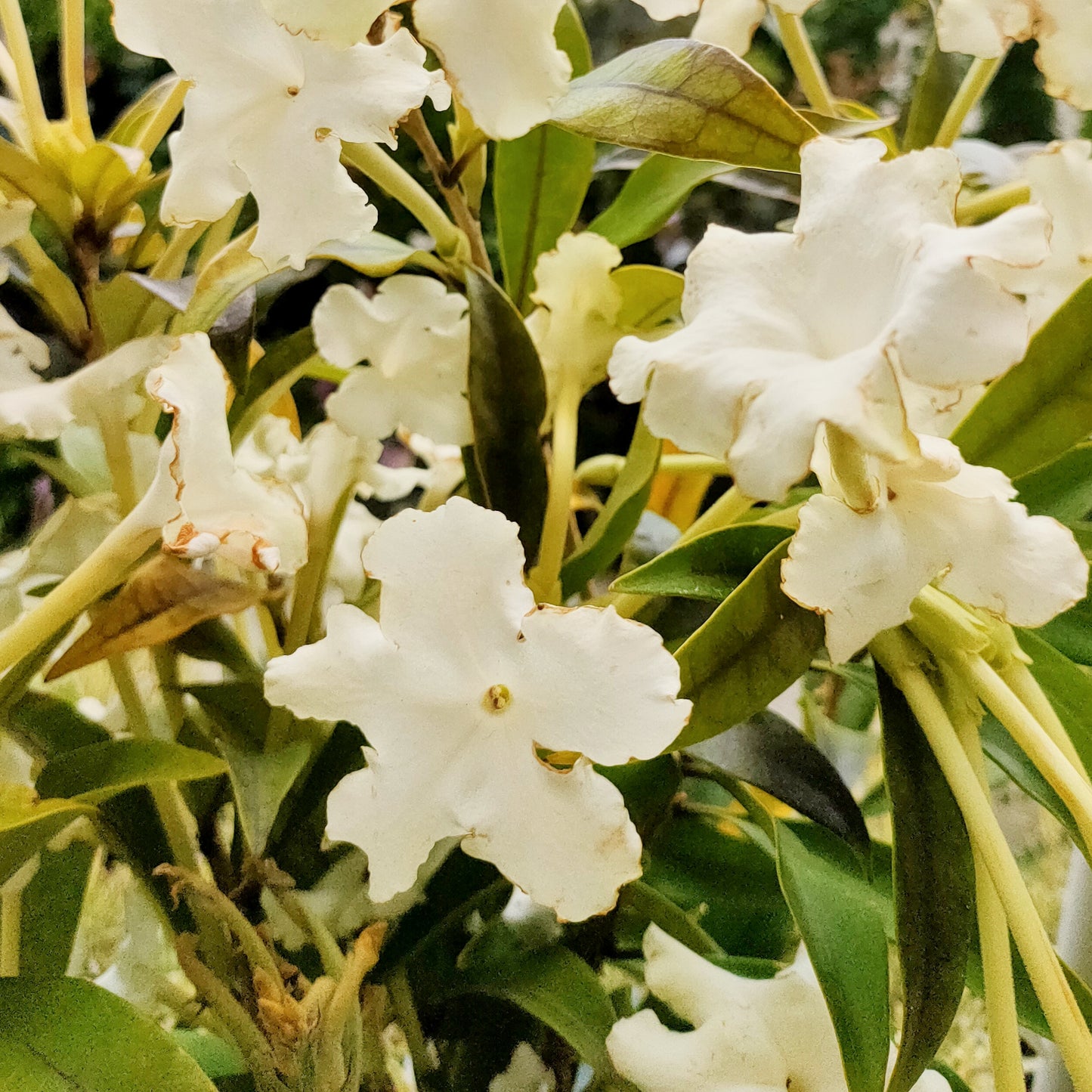 Brunfelsia undulata 'White Caps' (Jamaican Rain Tree)