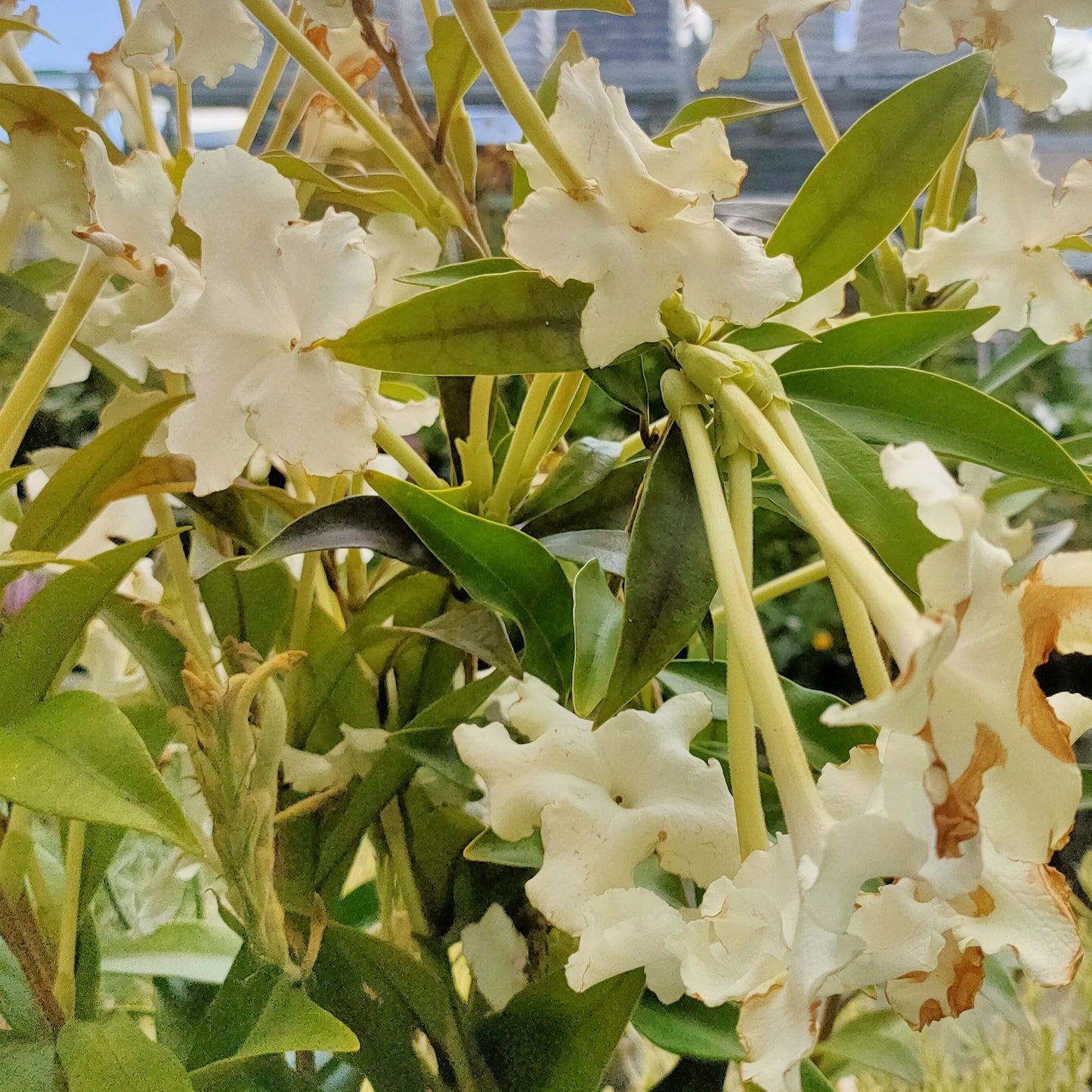 Brunfelsia undulata 'White Caps' (Jamaican Rain Tree)