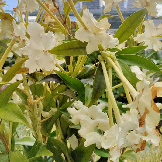 Brunfelsia undulata 'White Caps' (Jamaican Rain Tree)