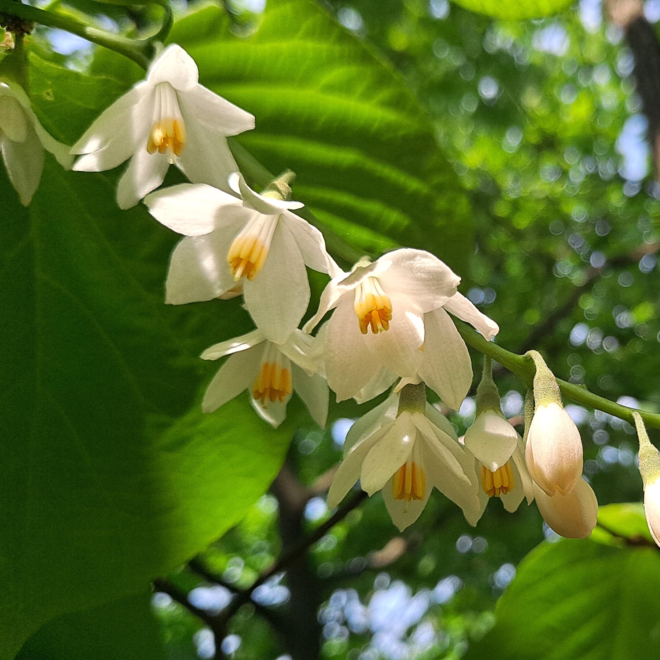 Styrax obassia (Fragrant Snowbell) – Pikirangi Online Garden Centre