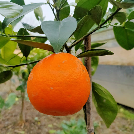 Citrus × tangelo 'Seminole' (Tangelo) Dwarf
