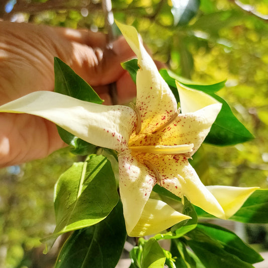 Rothmannia capensis