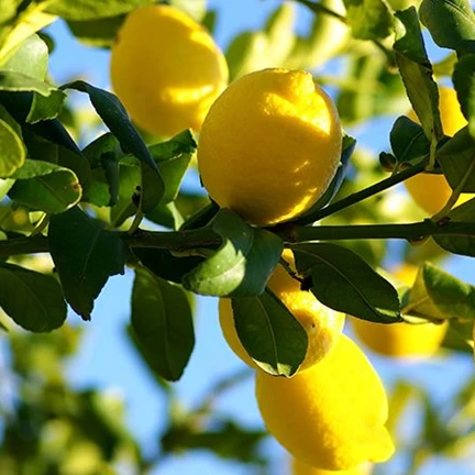 Citrus x limon 'Eureka' (Eureka Lemon)