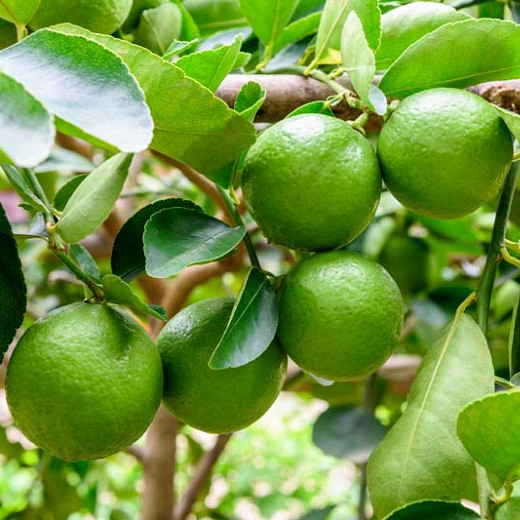 Citrus × latifolia 'Bearss' (Lime)