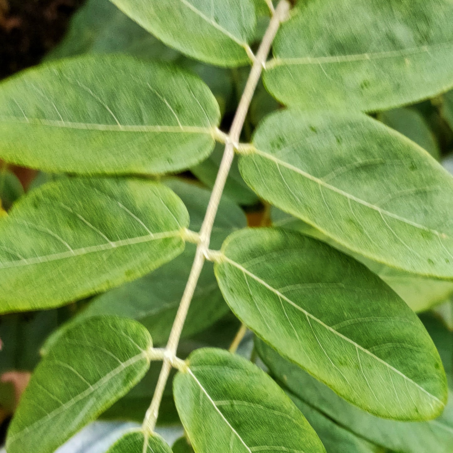 Wisteria venusta 'White Silk' (Silky Wisteria)