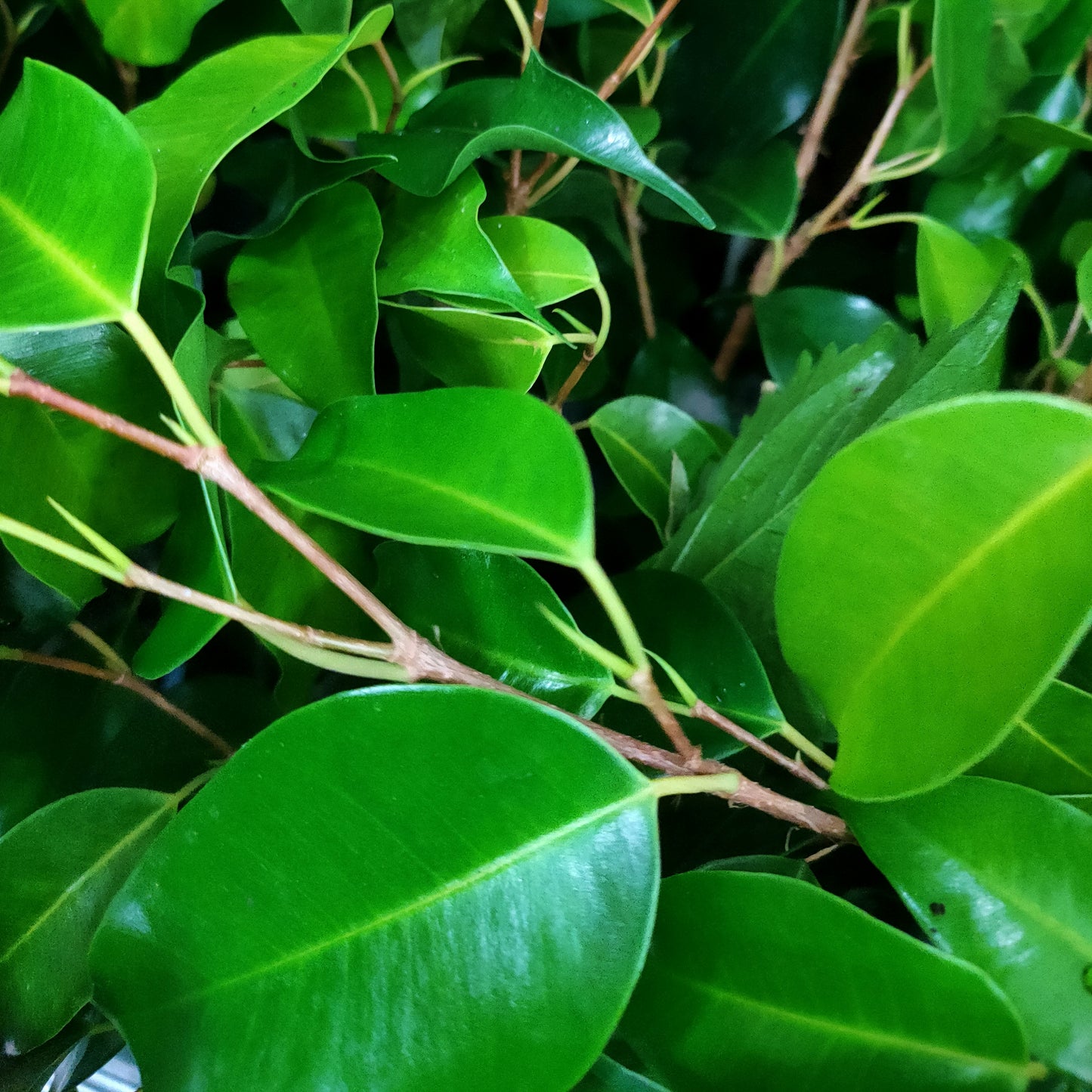 Ficus benjamina 'Danielle' (Weeping Fig)