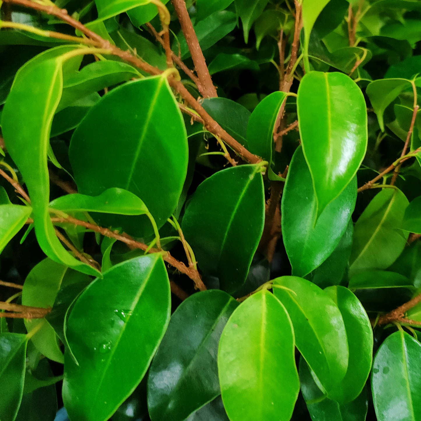 Ficus benjamina 'Danielle' (Weeping Fig)