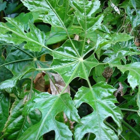 Trevesia palmata (Snowflake Aralia) – Pikirangi Online Garden Centre