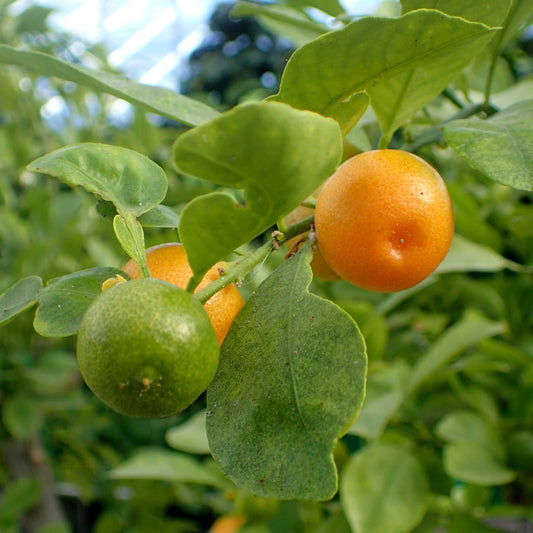 Citrus × microcarpa (Calamansi, Calamondin)