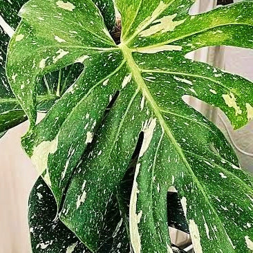 Monstera 'Thai Constellation'