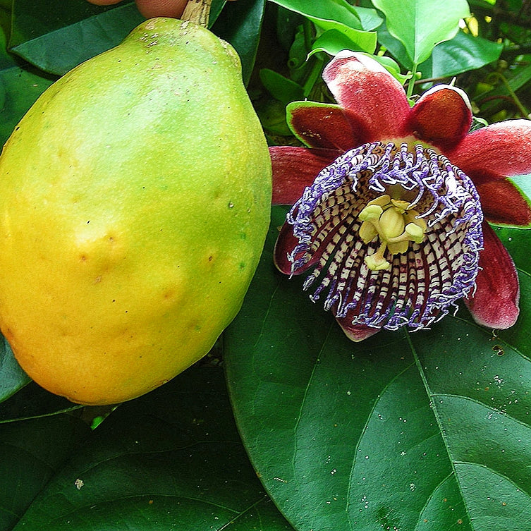 Passiflora alata (Fragrant Granadilla)