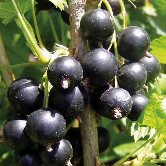 Ribes nigrum 'Magnus' (Black Currant)