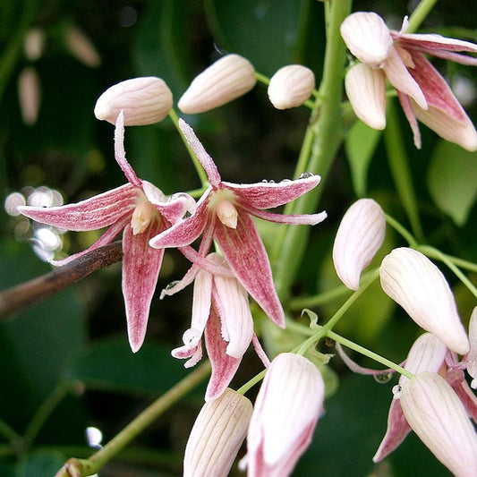 Stauntonia hexaphylla (Queen of the Himalayas)