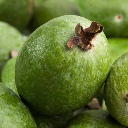 Feijoa sellowiana 'Triumph' (Feijoa)