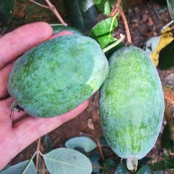 Feijoa sellowiana 'Unique' (Feijoa)