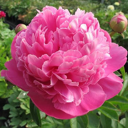 Paeonia lactiflora 'Bouquet Perfect' (Peony)