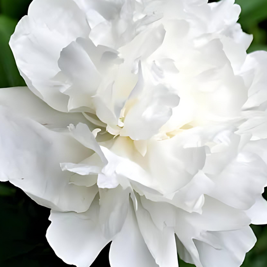 Paeonia lactiflora 'Duchesse de Nemours' (Peony)