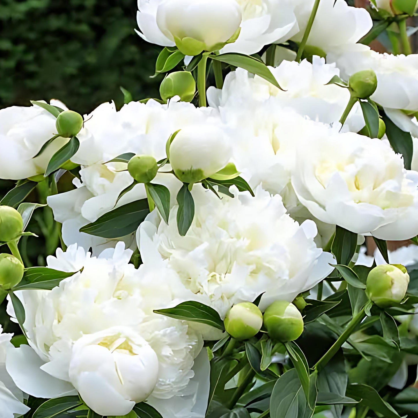 Paeonia lactiflora 'Duchesse de Nemours' (Peony)