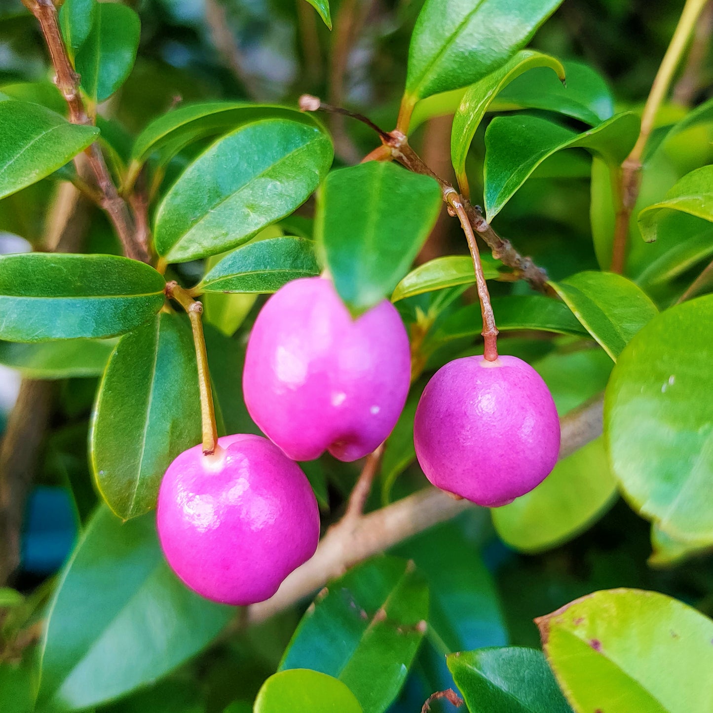 Syzygium australe (Brush Cherry)