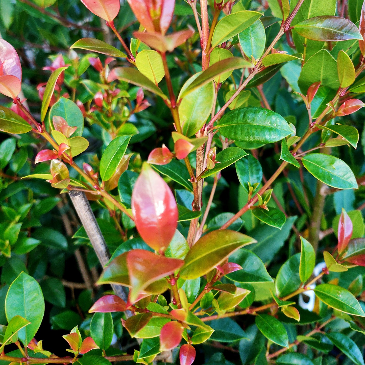 Syzygium australe (Brush Cherry)