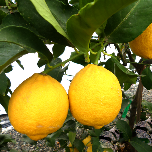 CitrusΒ ΓΒ limon 'Genoa' (Lemon)