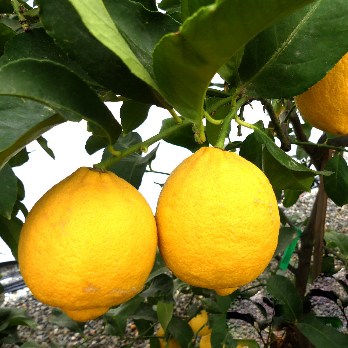 Citrus × limon 'Genoa' (Lemon)