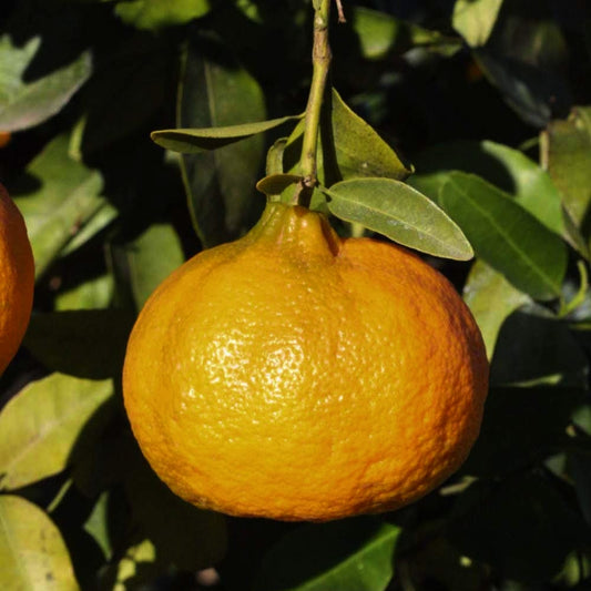 Citrus reticulata 'Richard's Special' (Mandarin)