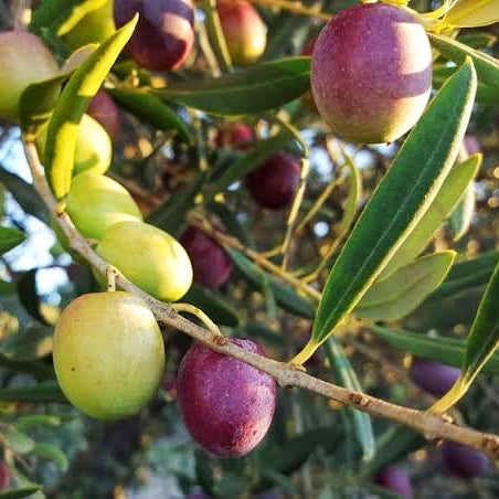 Olea europea 'Verdale' (Olive)