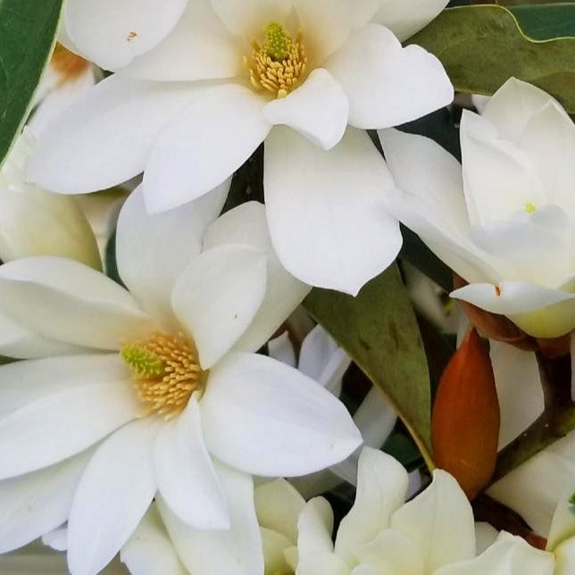 Magnolia 'Fairy White'