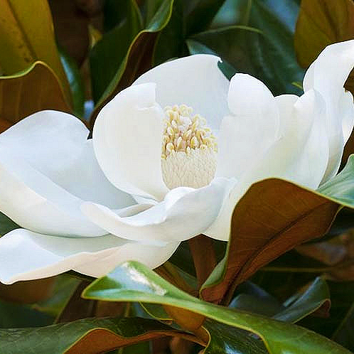 Magnolia grandiflora 'Kay Parris' (Southern Magnolia)