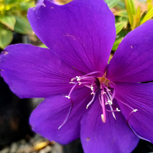 Tibouchina 'Groovy Baby'