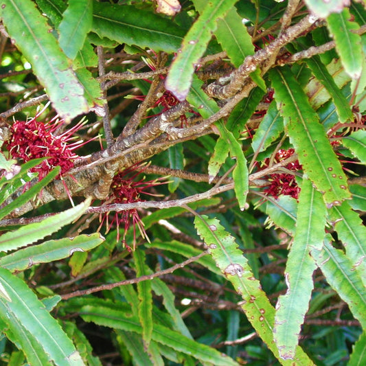 Knightia excelsa (Rewarewa)