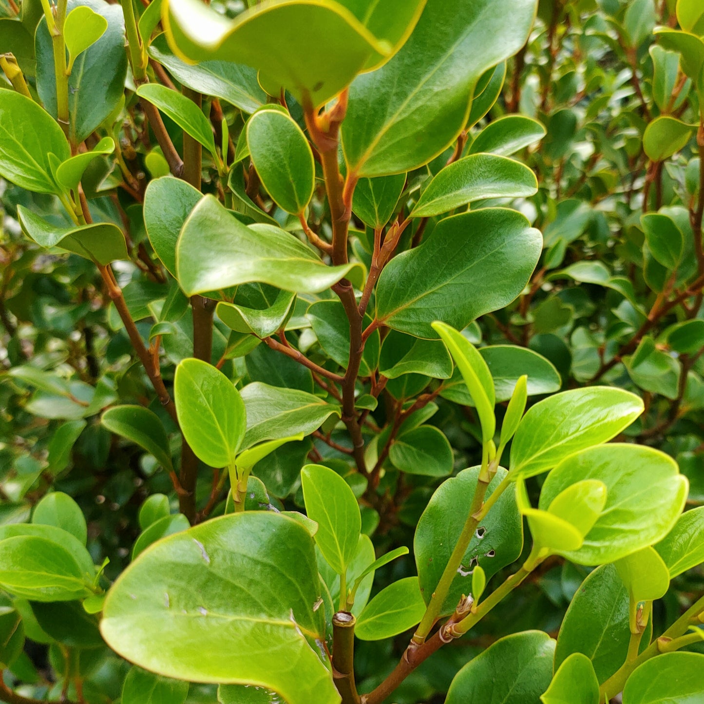 Griselinia littoralis 'Canterbury' (Kapuka)