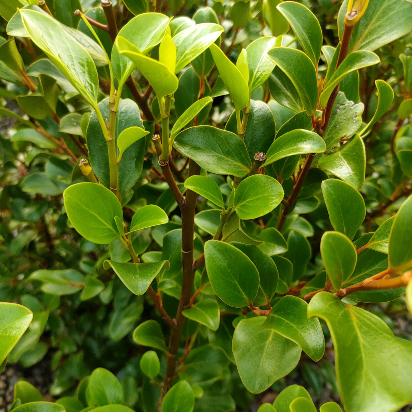 Griselinia littoralis 'Canterbury' (Kapuka)