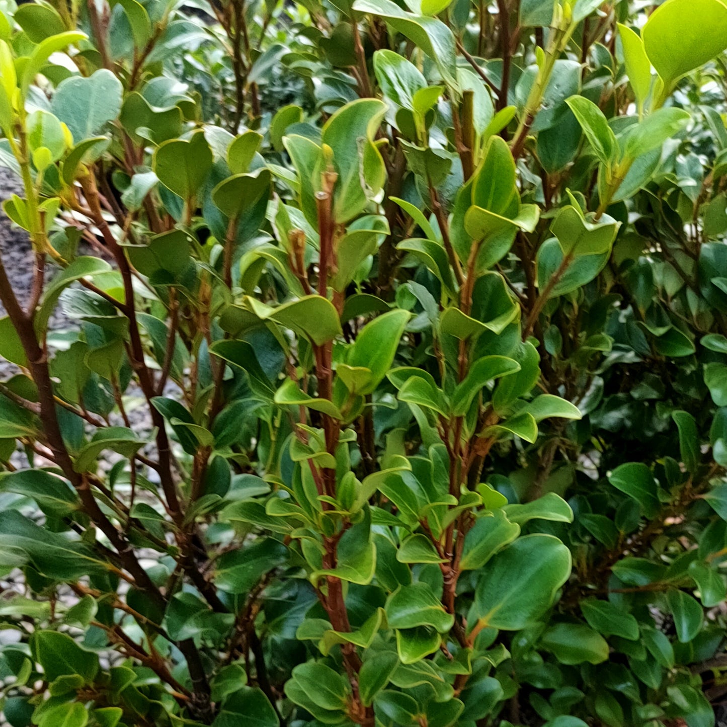 Griselinia littoralis 'Canterbury' (Kapuka)