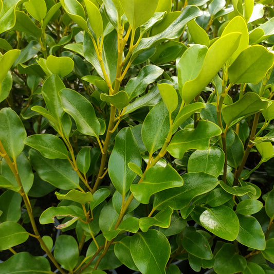 Griselinia littoralis (Kapuka)