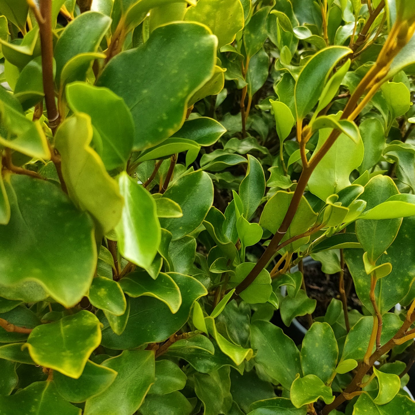 Griselinia littoralis 'Alpine' (Kapuka)